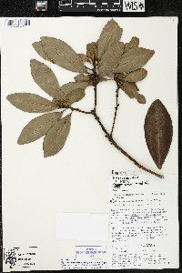 Myrsine juergensenii image