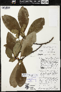 Myrsine juergensenii image
