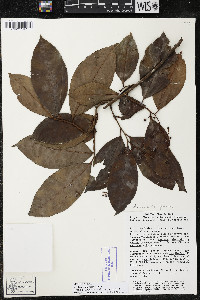 Ardisia compressa image