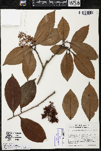 Ardisia compressa image