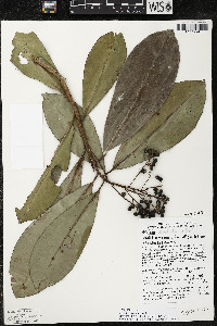 Ardisia revoluta image