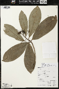 Ardisia revoluta image