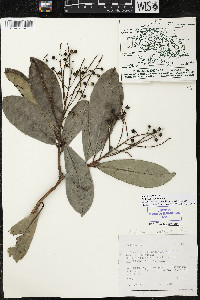 Ardisia revoluta image