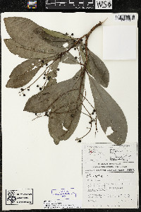 Ardisia revoluta image