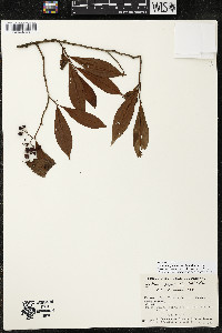 Ardisia guianensis image