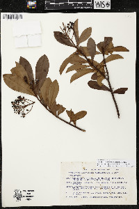 Ardisia escallonioides image