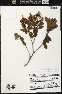 Ardisia escallonioides image
