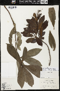 Ardisia escallonioides image