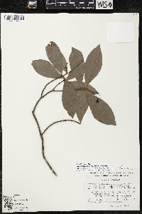 Ardisia escallonioides image