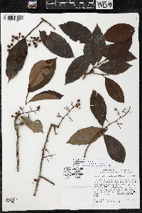 Ardisia compressa image