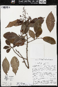 Ardisia compressa image