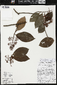 Ardisia compressa image