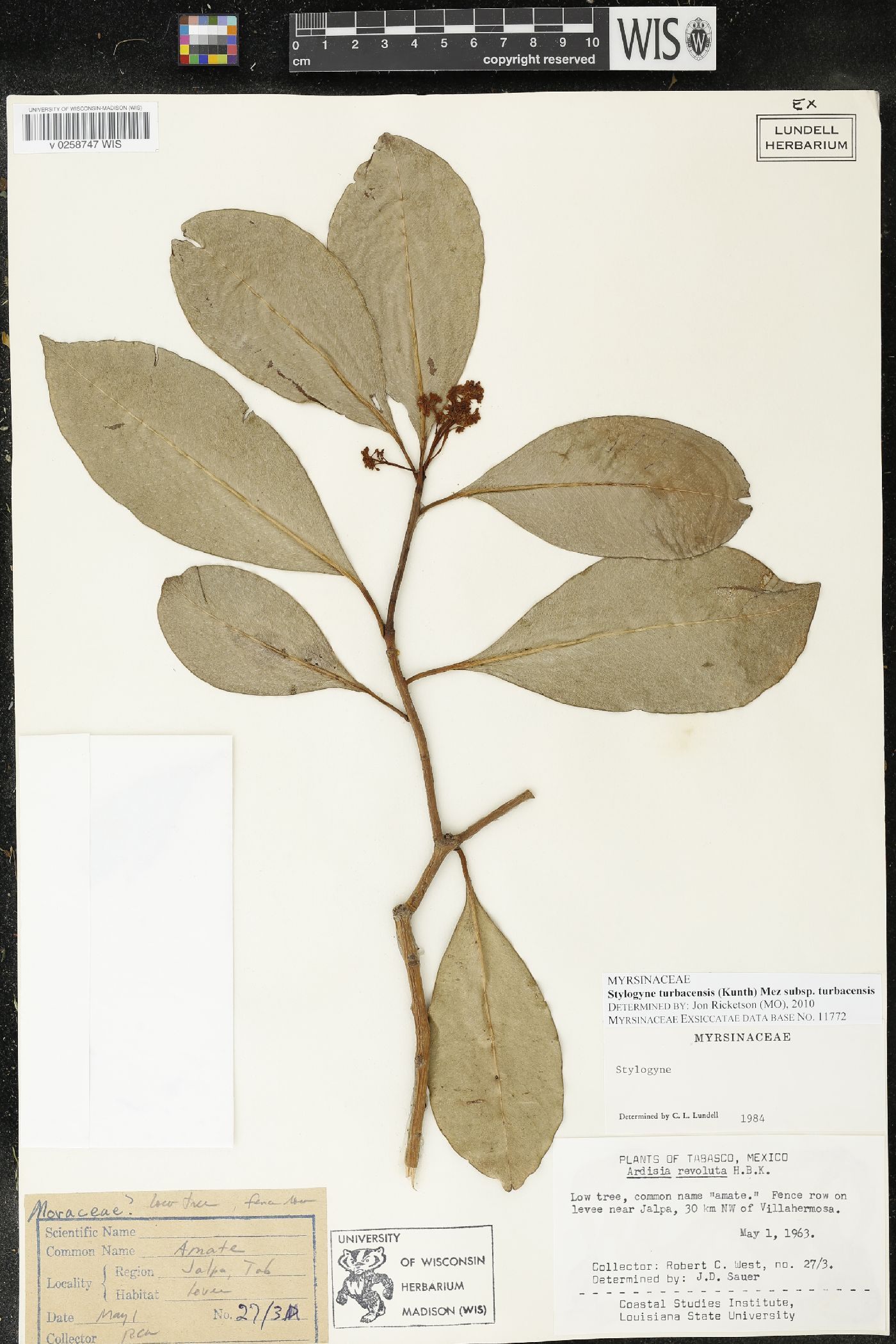 Stylogyne turbacensis subsp. turbacensis image