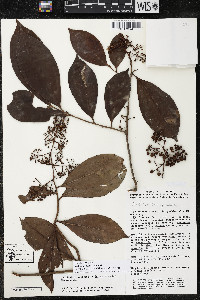 Ardisia compressa image