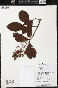 Ardisia compressa image
