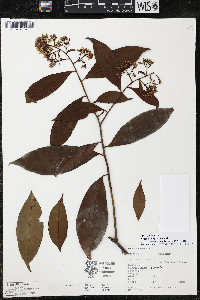 Ardisia compressa image