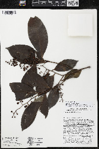 Ardisia compressa image