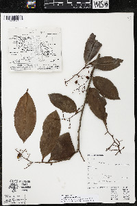 Ardisia compressa image