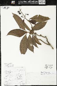 Parathesis donnell-smithii image
