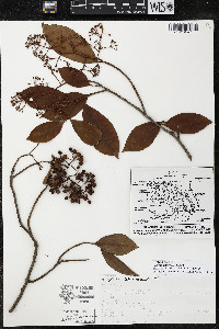 Ardisia compressa image