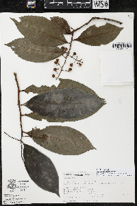 Ardisia compressa image