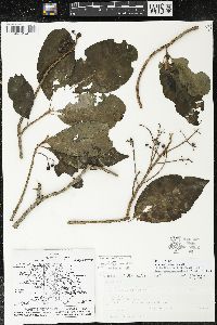 Parathesis villosa image