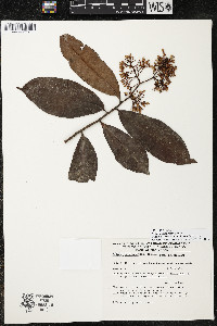Ardisia compressa image