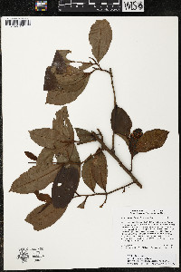 Ardisia compressa image