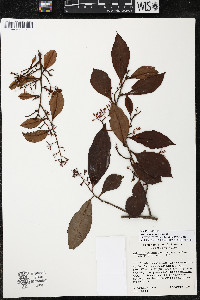 Ardisia compressa image