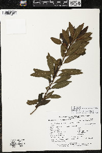 Myrsine coriacea subsp. coriacea image