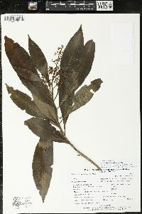 Parathesis donnell-smithii image