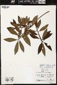 Myrsine coriacea subsp. coriacea image