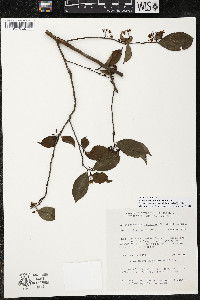 Ardisia tuerckheimii image