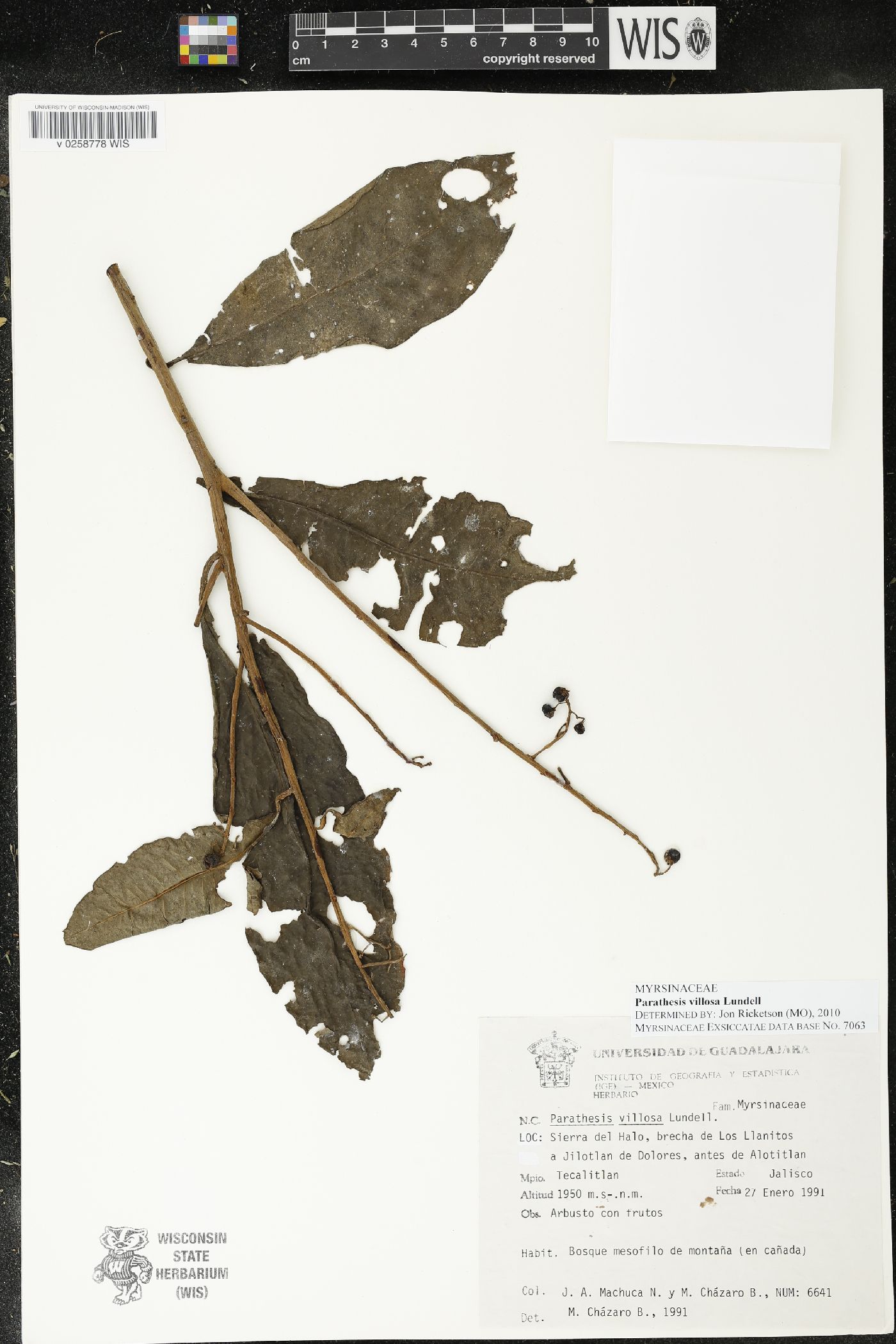 Parathesis villosa image