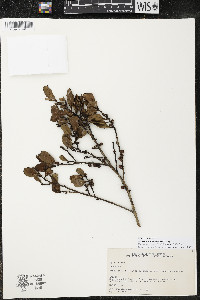 Myrsine andina image