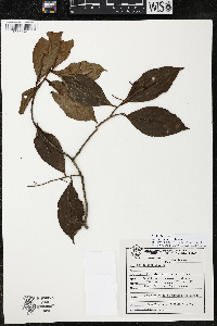 Ardisia compressa image