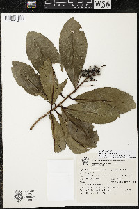 Ardisia revoluta image