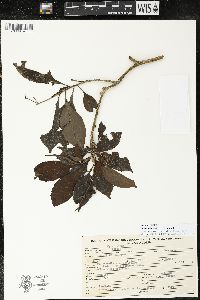 Parathesis lenticellata image