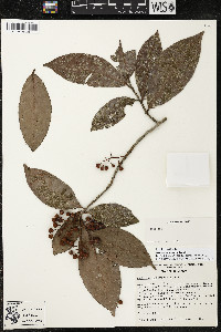 Ardisia compressa image