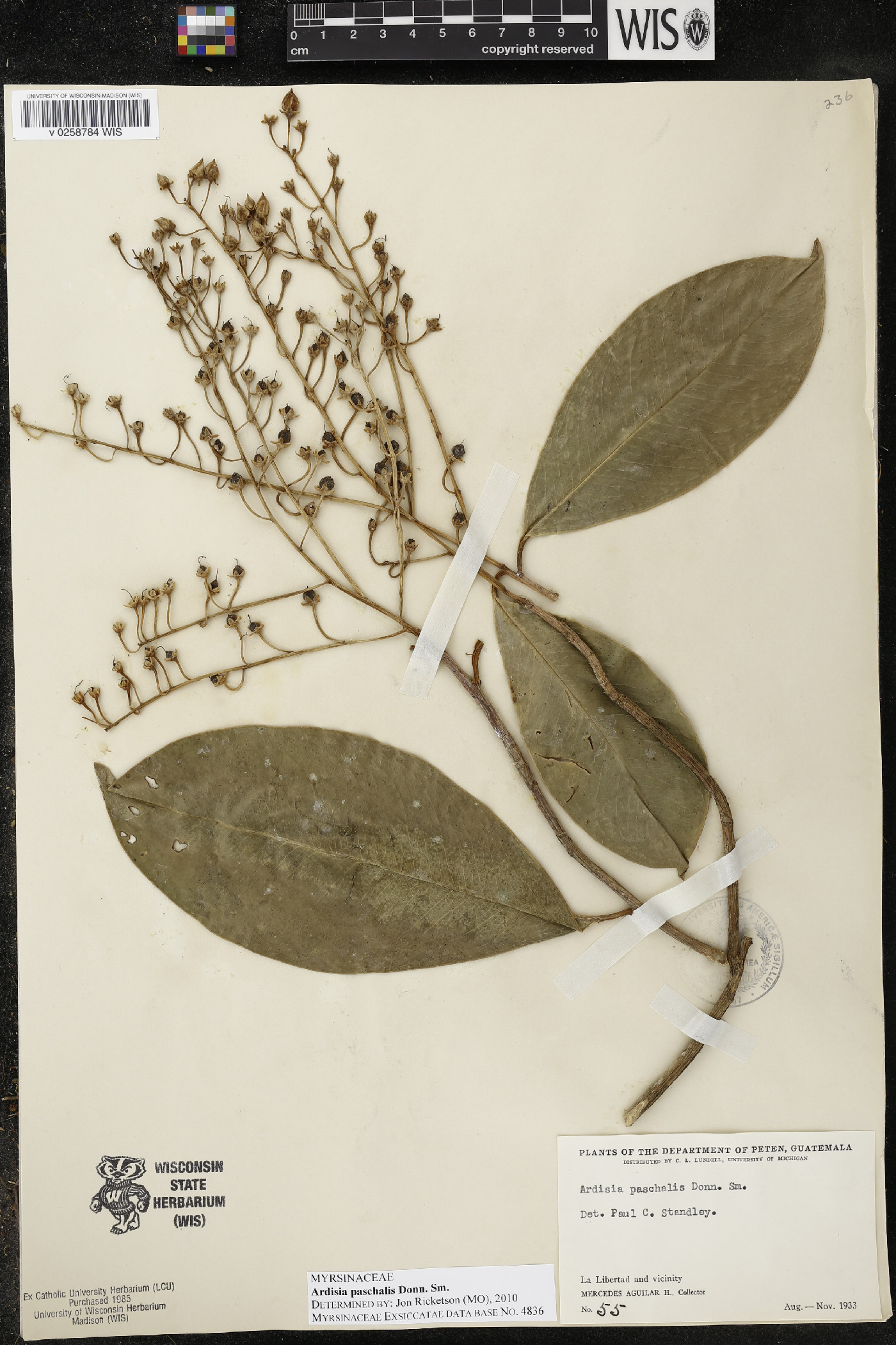 Ardisia paschalis image