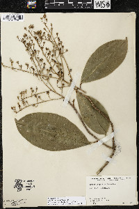 Ardisia paschalis image