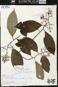 Ardisia subcrenulata image