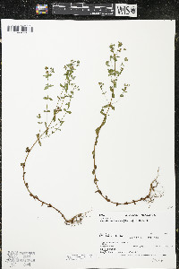 Hypericum boreale image