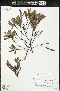 Myrica gale image
