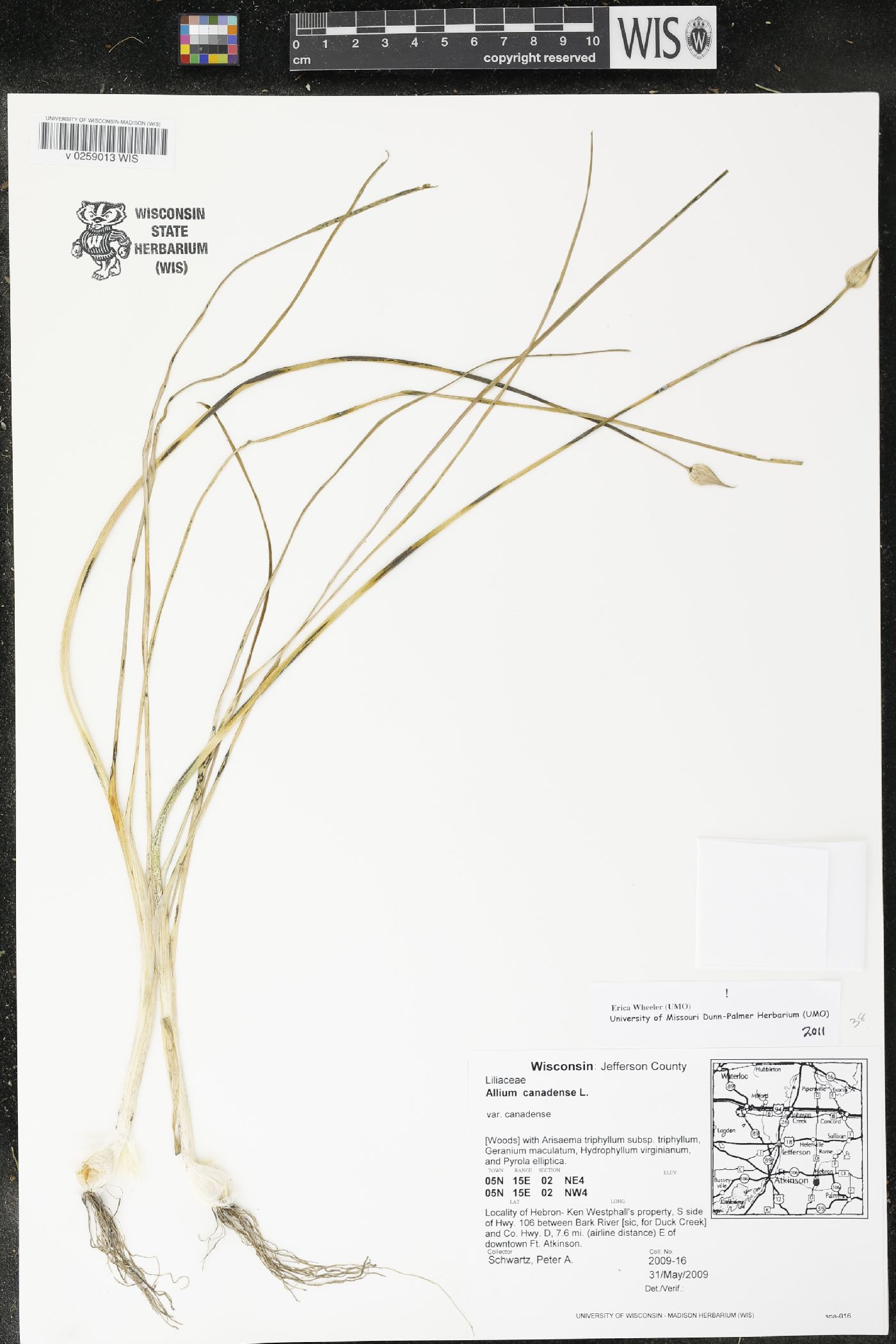 Allium canadense image