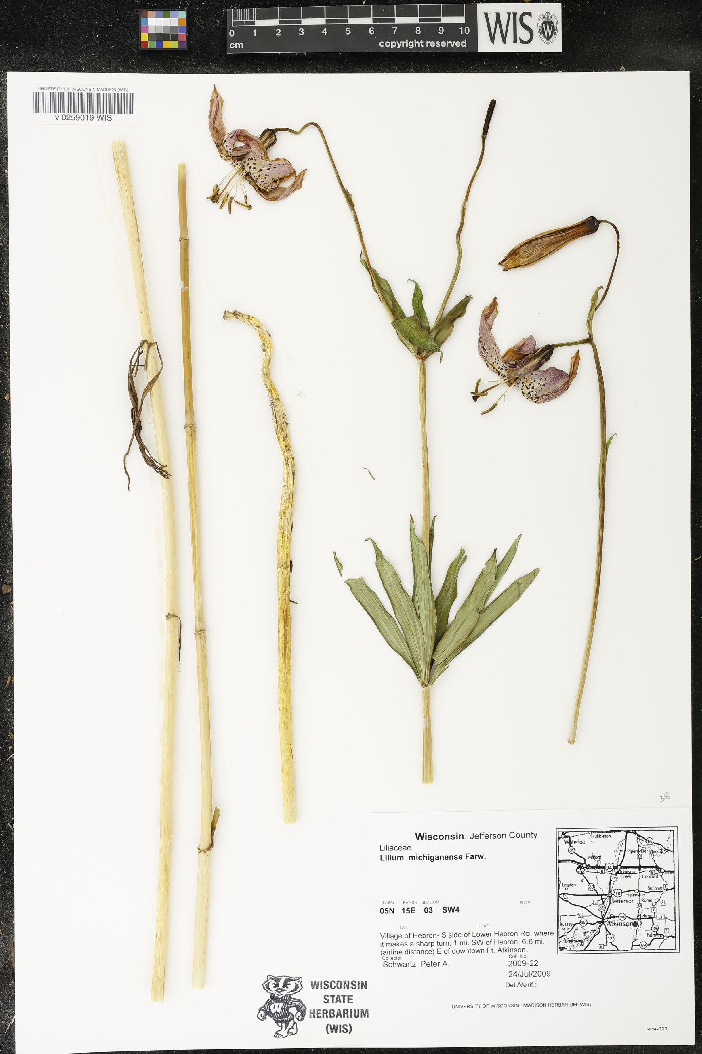 Lilium michiganense image