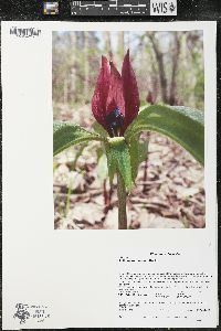 Trillium recurvatum image