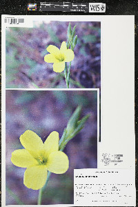 Linum sulcatum image