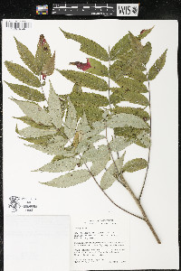 Rhus typhina image