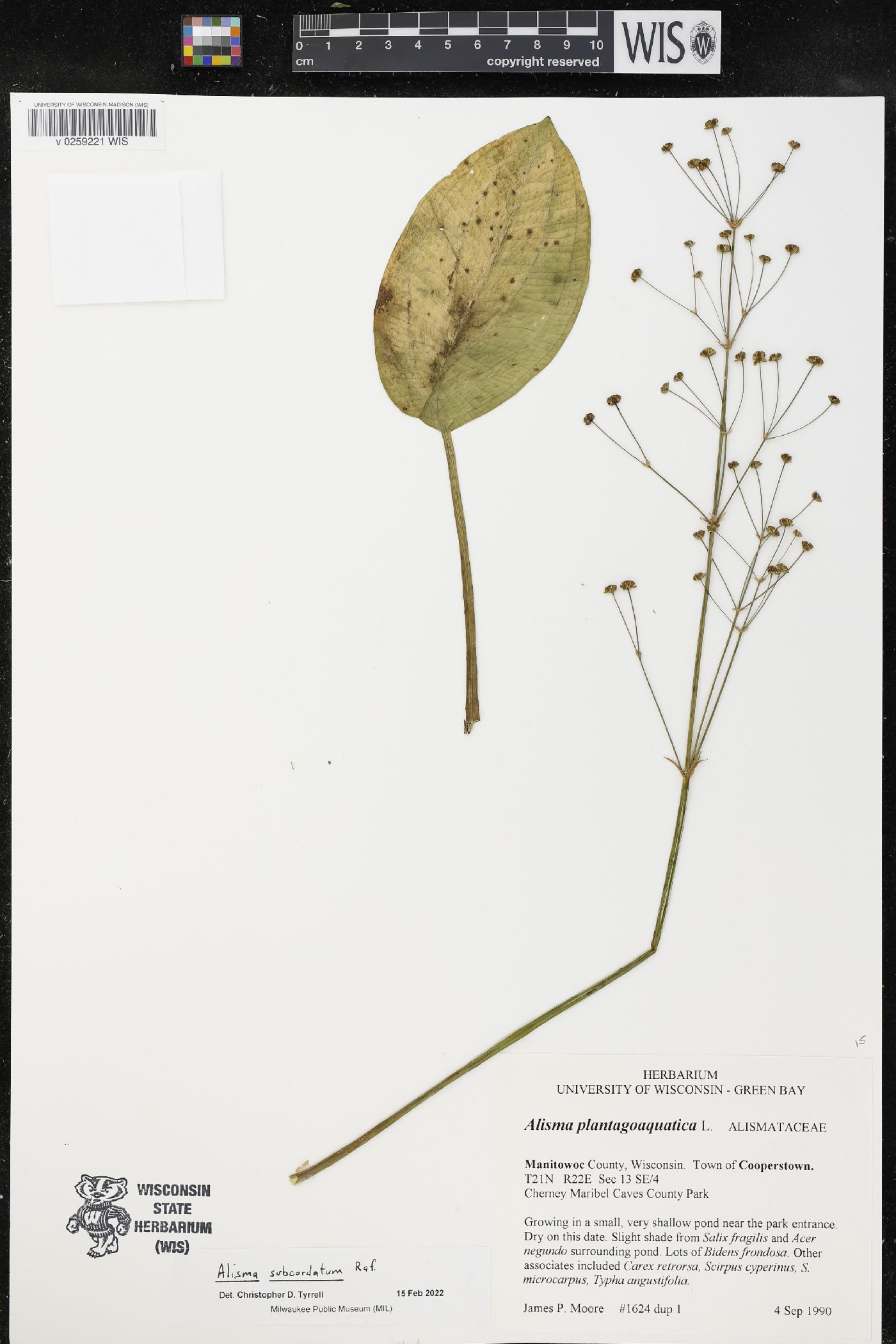 Alisma subcordatum image